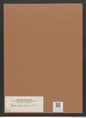 Navicula entomon Ehrh. (de-Toni-Nr.: Genus 1, Species 248) Zeichnungen Sammlung Grunow Mappe 00196 (Herbarium_W_Grunow_drawings_Folder_00196)